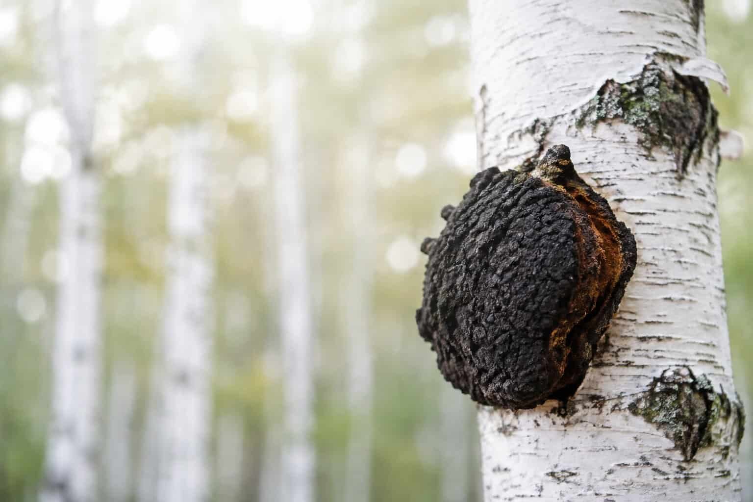 Гъба Чага (Inonotus obliquus)