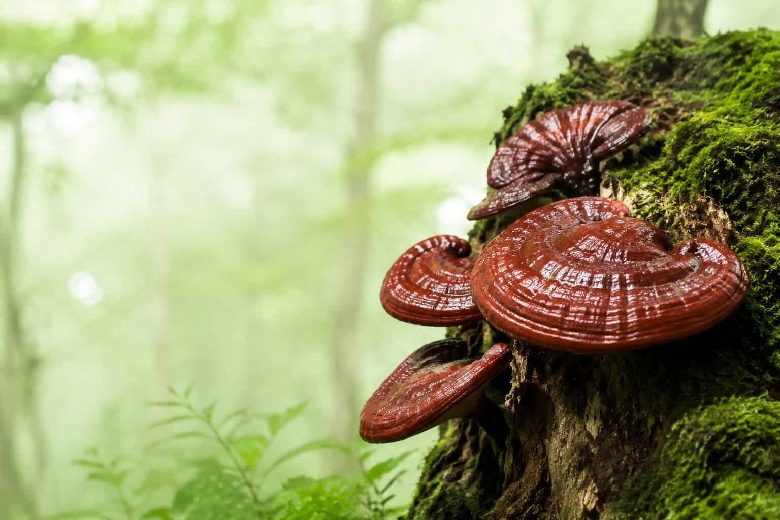 Гъба Рейши (Ganoderma lucidum)