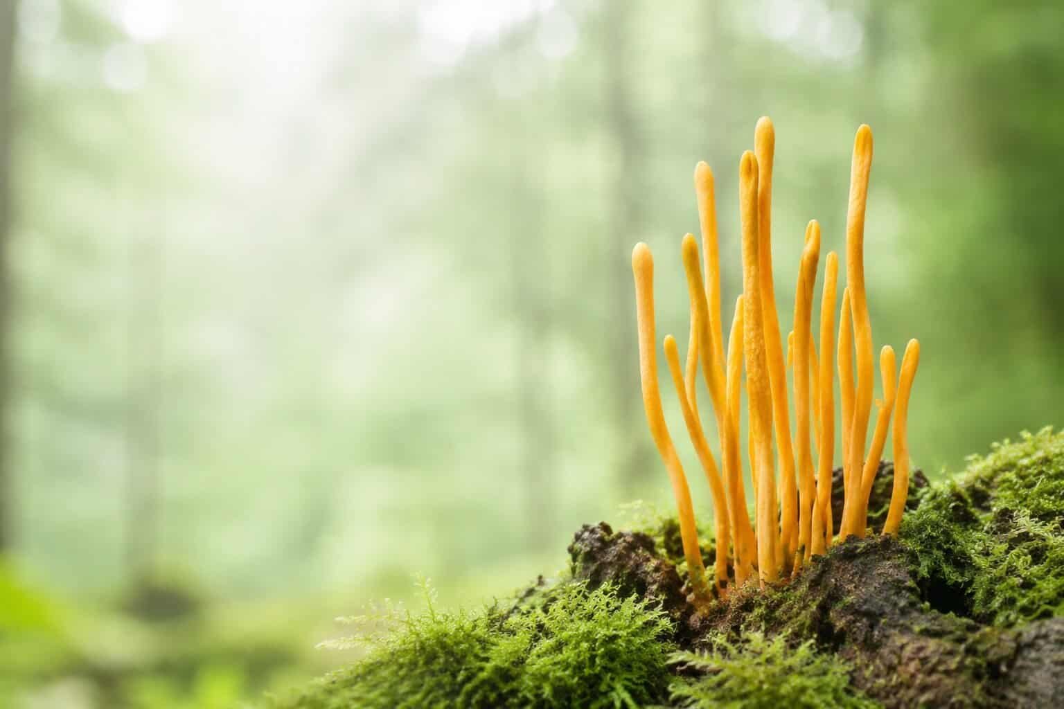 Гъба Кордицепс (Cordyceps militaris)